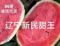 陆地甜王西瓜辽宁新民