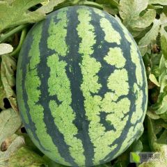 甜王西瓜辽宁新民产区