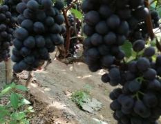河北葡萄优质货源产地直采