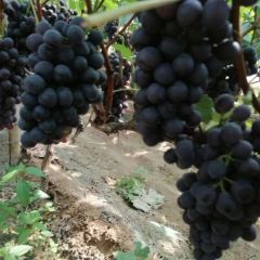 河北葡萄优质货源产地直采