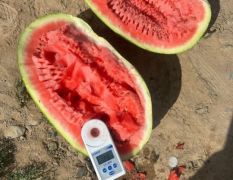 《实力供应》宁夏西砂瓜货源充足大量供应
