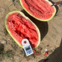 《实力供应》宁夏西砂瓜货源充足大量供应