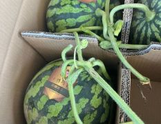 露天、头茬、有籽美都大量上市，价格美丽，
