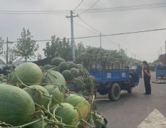 3毛钱每斤大量供应