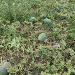 龙卷风，金城五西瓜