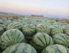 正宗的宁夏石头瓜质量三包