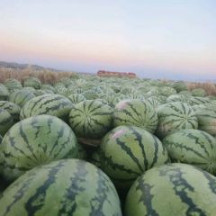 正宗的宁夏石头瓜质量三包