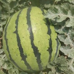 李杰西瓜代办团队