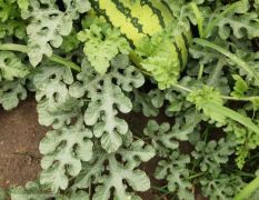 开园了！200亩 电V13709587836