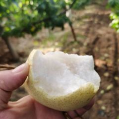 陕西砀山酥梨价格走势