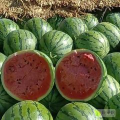 品种 吉林地雷 庆红999 