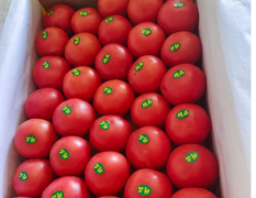旱沙地硬粉西红柿直供商场 农贸市场 电商