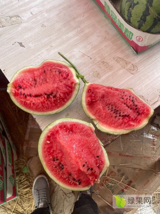 麒麟西瓜价格