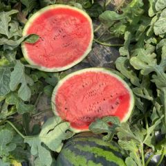 辽宁精品大棚西瓜大量供应 诚信代办代发