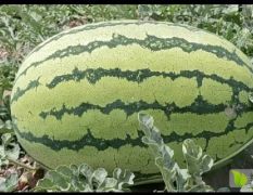 求購硒砂瓜石頭瓜【寧夏甘肅內(nèi)蒙】