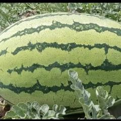 求购硒砂瓜石头瓜【宁夏甘肃内蒙】