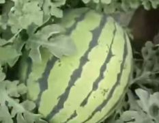 齐齐哈尔西瓜开园了