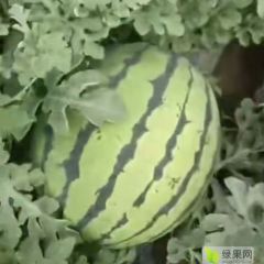 齐齐哈尔西瓜开园了