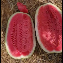 宁夏产区硒砂瓜大量供应，价格0.4元