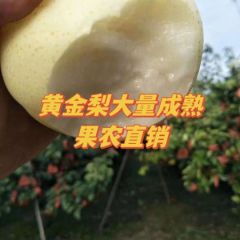 自家果园黄金梨大量成熟，果农直销量大从优