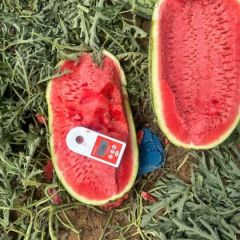 2024内蒙小张诚信代办代发团队