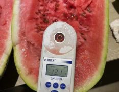 内蒙通辽西瓜代办13948547929