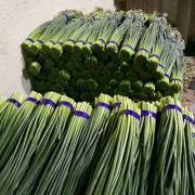 河北省邯郸全年大量供应蒜苔