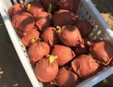 自家种的秋月梨大量成熟果农直销量大从优