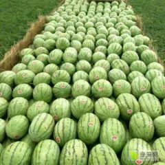 内蒙古地区昼夜温差大所以口感很好，大红瓤