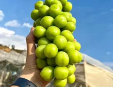 大量供应阳光玫瑰葡萄