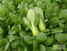 大量供应食品厂上海青，电商用油菜，小白菜
