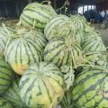 安徽亳州大量西瓜-8424上市，大瓜小瓜可供应。