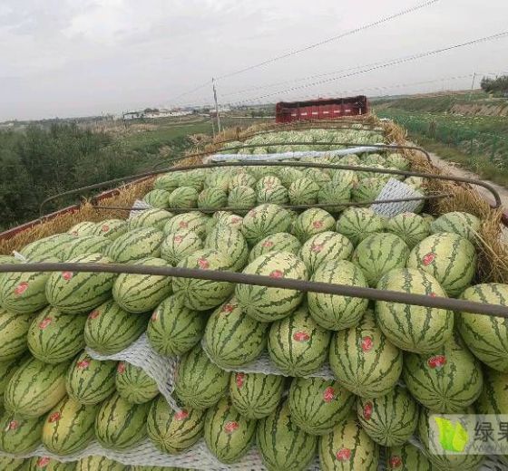 石头瓜价格