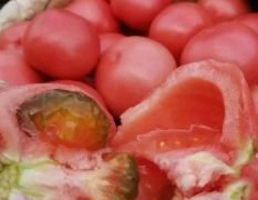 冷棚硬粉西红柿大量上市了