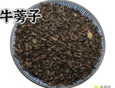 甘肃庆阳牛子（牛蒡子）大面积丰收