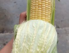 鲜甜玉米颗大饱满
