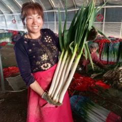 山东费县薛庄镇城阳村郭家大葱加工厂，加工净葱，代发毛葱