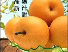 山东秋月梨