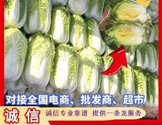 吉林小義和秋黃心菜上市了貨源充足