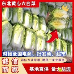 吉林小义和秋黄心菜上市了货源充足