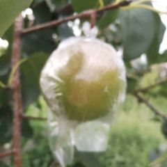 9月份上市，供货到次年的5月份。