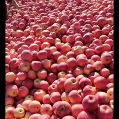 嘎啦苹果大量供应！