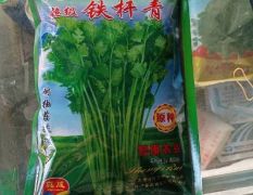 山东盛瑞铁杆青中叶香菜种子销售全国多个省市