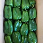 莘县董杜庄镇圆椒陆续上市