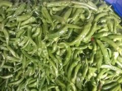 莘县董杜庄镇尖椒陆续上市