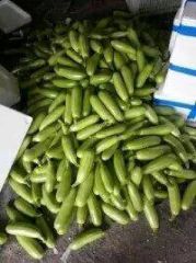 莘县董杜庄镇圆椒陆续上市