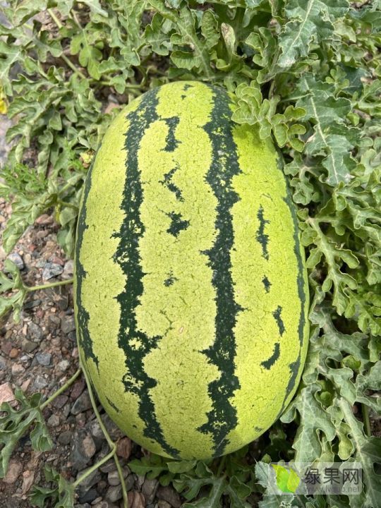 硒砂瓜价格