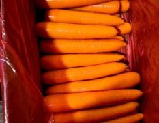 精品胡萝卜 白萝卜 专业供应