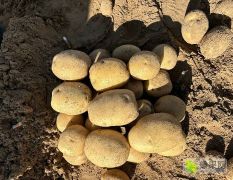 张家口沽源土豆 大量供应沃土微7实验希森