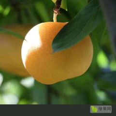 青岛莱西秋月梨大量上市了